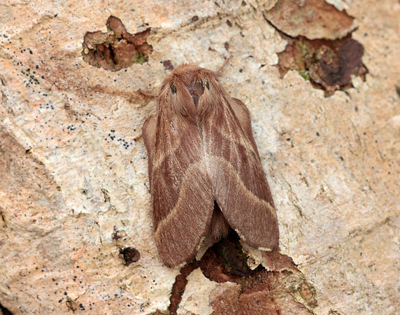 66.003 BF1634 Lackey Malacosoma neustria