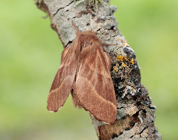 66.003 BF1634 Lackey Malacosoma neustria