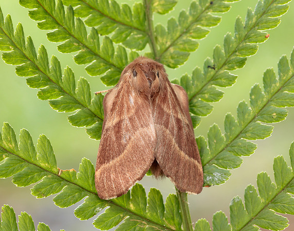 66.003 BF1634 Lackey Malacosoma neustria