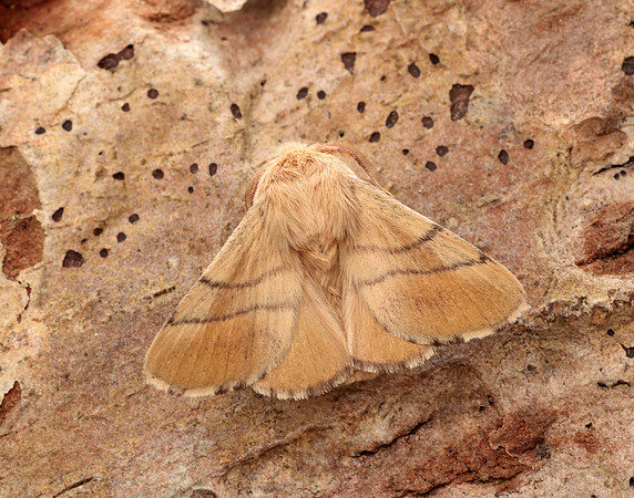 66.003 BF1634 Lackey Malacosoma neustria