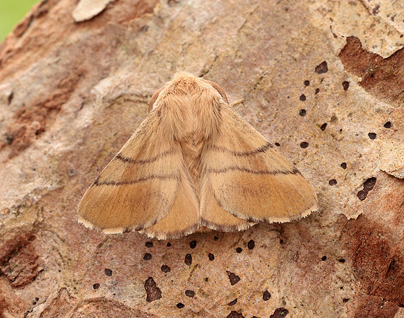 66.003 BF1634 Lackey Malacosoma neustria