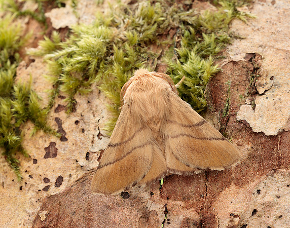 66.003 BF1634 Lackey Malacosoma neustria