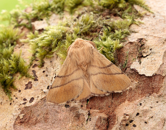 66.003 BF1634 Lackey Malacosoma neustria