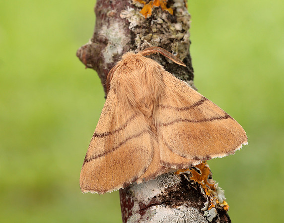 66.003 BF1634 Lackey Malacosoma neustria