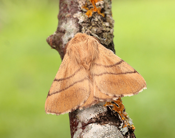 66.003 BF1634 Lackey Malacosoma neustria