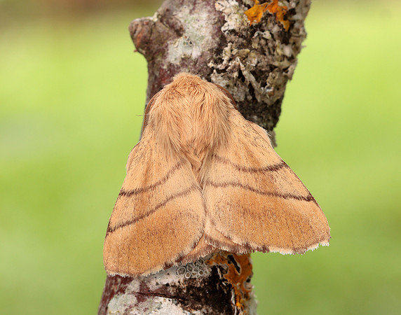 66.003 BF1634 Lackey Malacosoma neustria