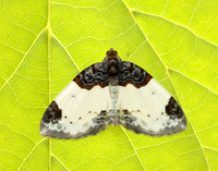 70.068 BF1748 Beautiful Carpet Mesoleuca albicillata