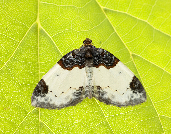 70.068 BF1748 Beautiful Carpet Mesoleuca albicillata