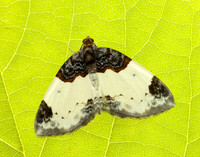 70.068 BF1748 Beautiful Carpet Mesoleuca albicillata
