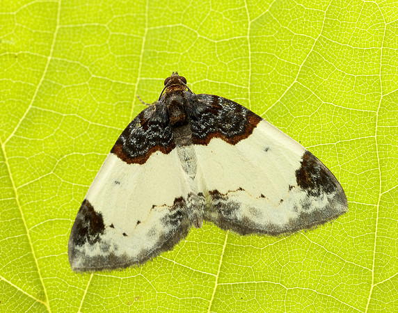 70.068 BF1748 Beautiful Carpet Mesoleuca albicillata