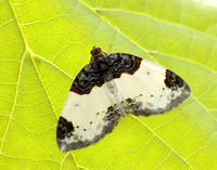 70.068 BF1748 Beautiful Carpet Mesoleuca albicillata