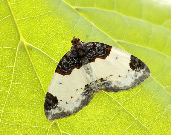 70.068 BF1748 Beautiful Carpet Mesoleuca albicillata