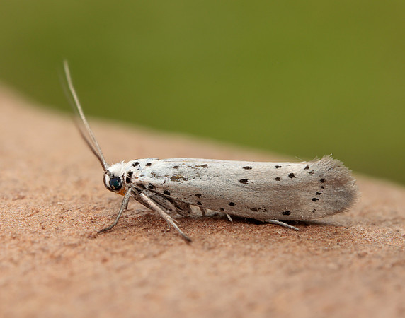 16.002 BF425 Orchard Ermine Yponomeuta padella
