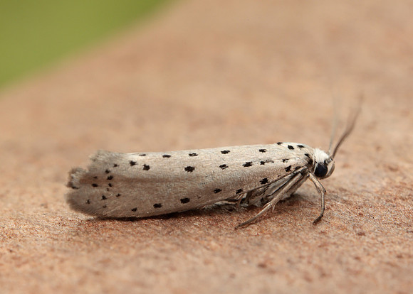 16.002 BF425 Orchard Ermine Yponomeuta padella