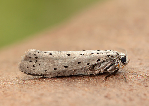 16.002 BF425 Orchard Ermine Yponomeuta padella