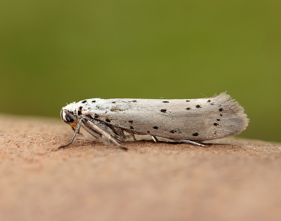 16.002 BF425 Orchard Ermine Yponomeuta padella