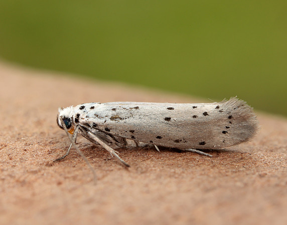 16.002 BF425 Orchard Ermine Yponomeuta padella