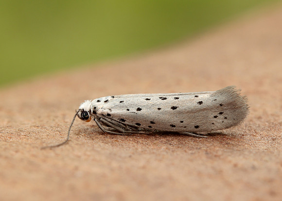 16.002 BF425 Orchard Ermine Yponomeuta padella
