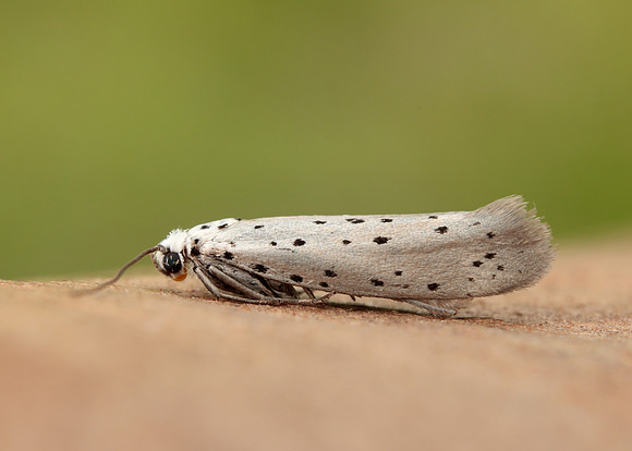 16.002 BF425 Orchard Ermine Yponomeuta padella