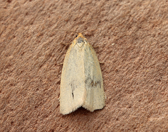 49.031 BF989 Timothy Tortrix Aphelia paleana