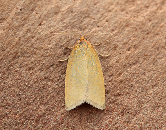 49.031 BF989 Timothy Tortrix Aphelia paleana