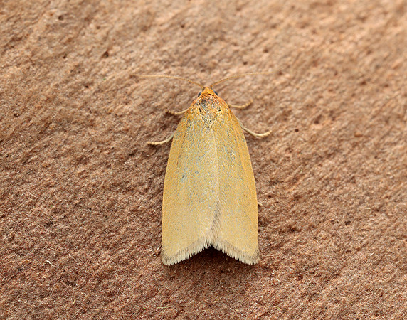 49.031 BF989 Timothy Tortrix Aphelia paleana