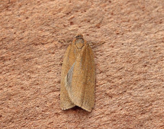 49.033 BF988 Bilberry Tortrix Aphelia viburnana