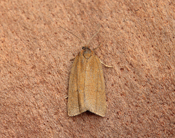 49.033 BF988 Bilberry Tortrix Aphelia viburnana