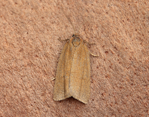 49.033 BF988 Bilberry Tortrix Aphelia viburnana