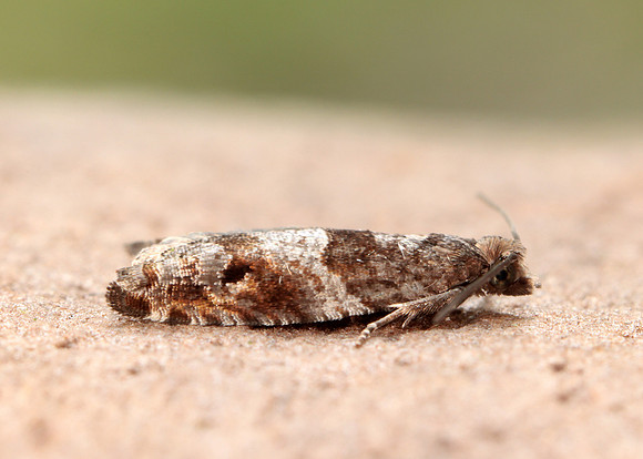 49.223 BF1159 Holly Tortrix Rhopobota naevana