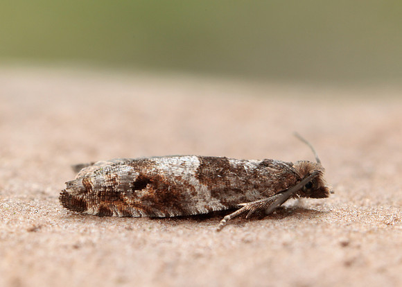 49.223 BF1159 Holly Tortrix Rhopobota naevana