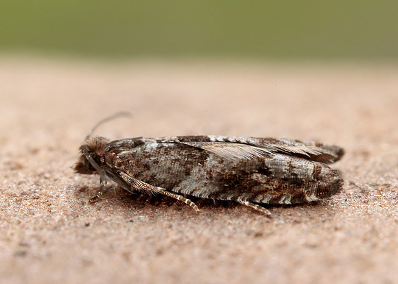 49.223 BF1159 Holly Tortrix Rhopobota naevana