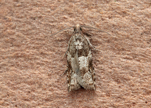 49.223 BF1159 Holly Tortrix Rhopobota naevana
