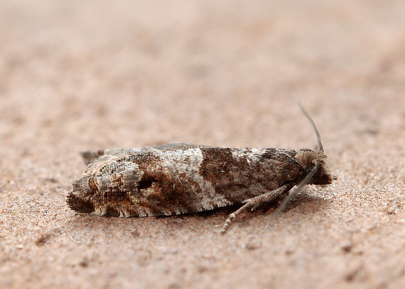 49.223 BF1159 Holly Tortrix Rhopobota naevana