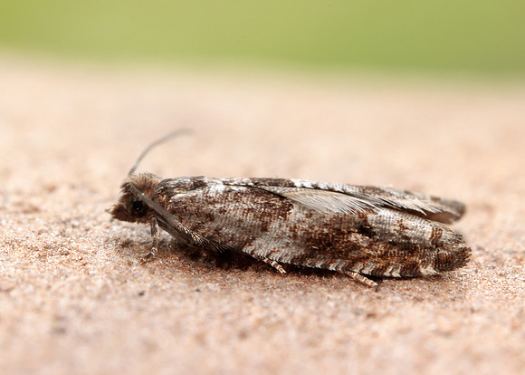 49.223 BF1159 Holly Tortrix Rhopobota naevana