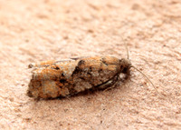 49.259 BF1163 Zeiraphera ratzeburgiana