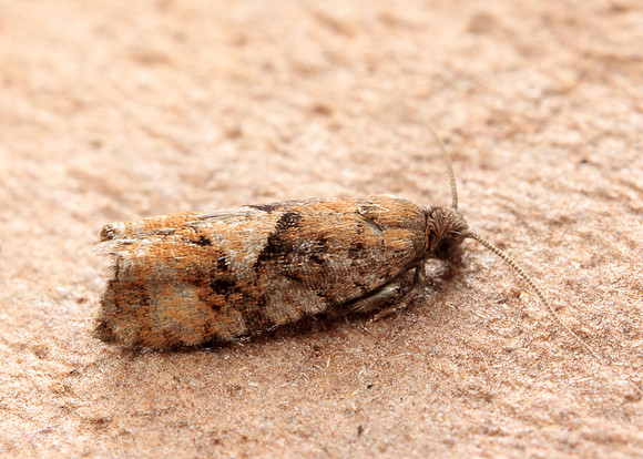 49.259 BF1163 Zeiraphera ratzeburgiana