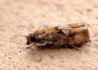 49.259 BF1163 Zeiraphera ratzeburgiana