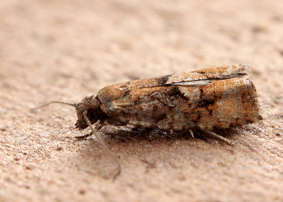 49.259 BF1163 Zeiraphera ratzeburgiana