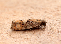 49.259 BF1163 Zeiraphera ratzeburgiana