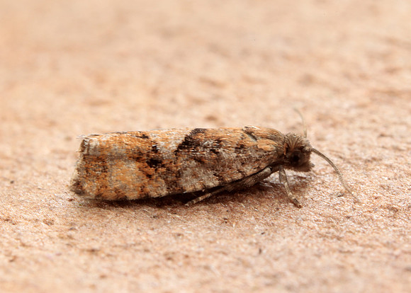 49.259 BF1163 Zeiraphera ratzeburgiana
