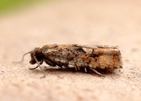 49.259 BF1163 Zeiraphera ratzeburgiana