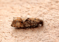 49.259 BF1163 Zeiraphera ratzeburgiana