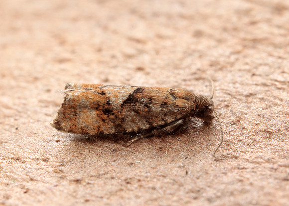 49.259 BF1163 Zeiraphera ratzeburgiana