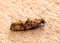 49.259 BF1163 Zeiraphera ratzeburgiana