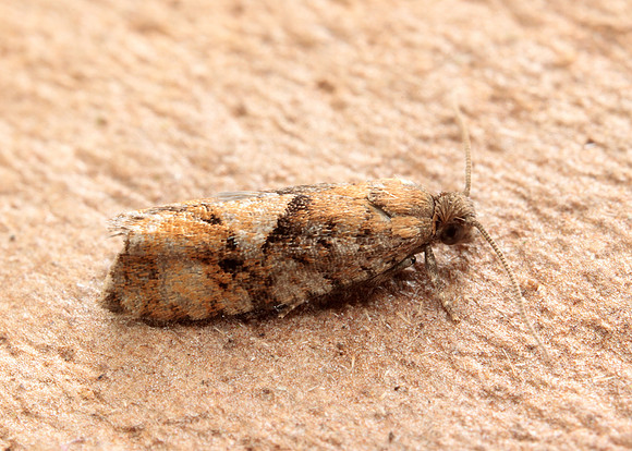 49.259 BF1163 Zeiraphera ratzeburgiana