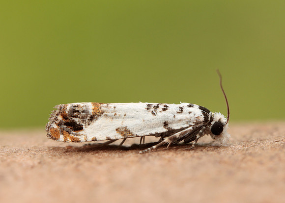 49.269 BF1197 Eucosma campoliliana