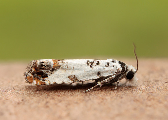 49.269 BF1197 Eucosma campoliliana