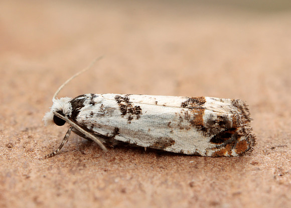 49.269 BF1197 Eucosma campoliliana