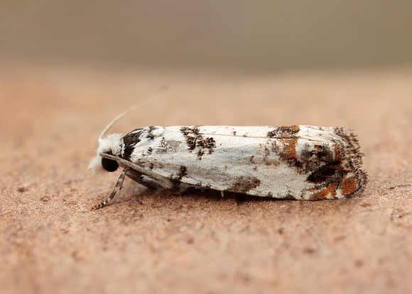 49.269 BF1197 Eucosma campoliliana
